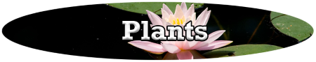 plants logo