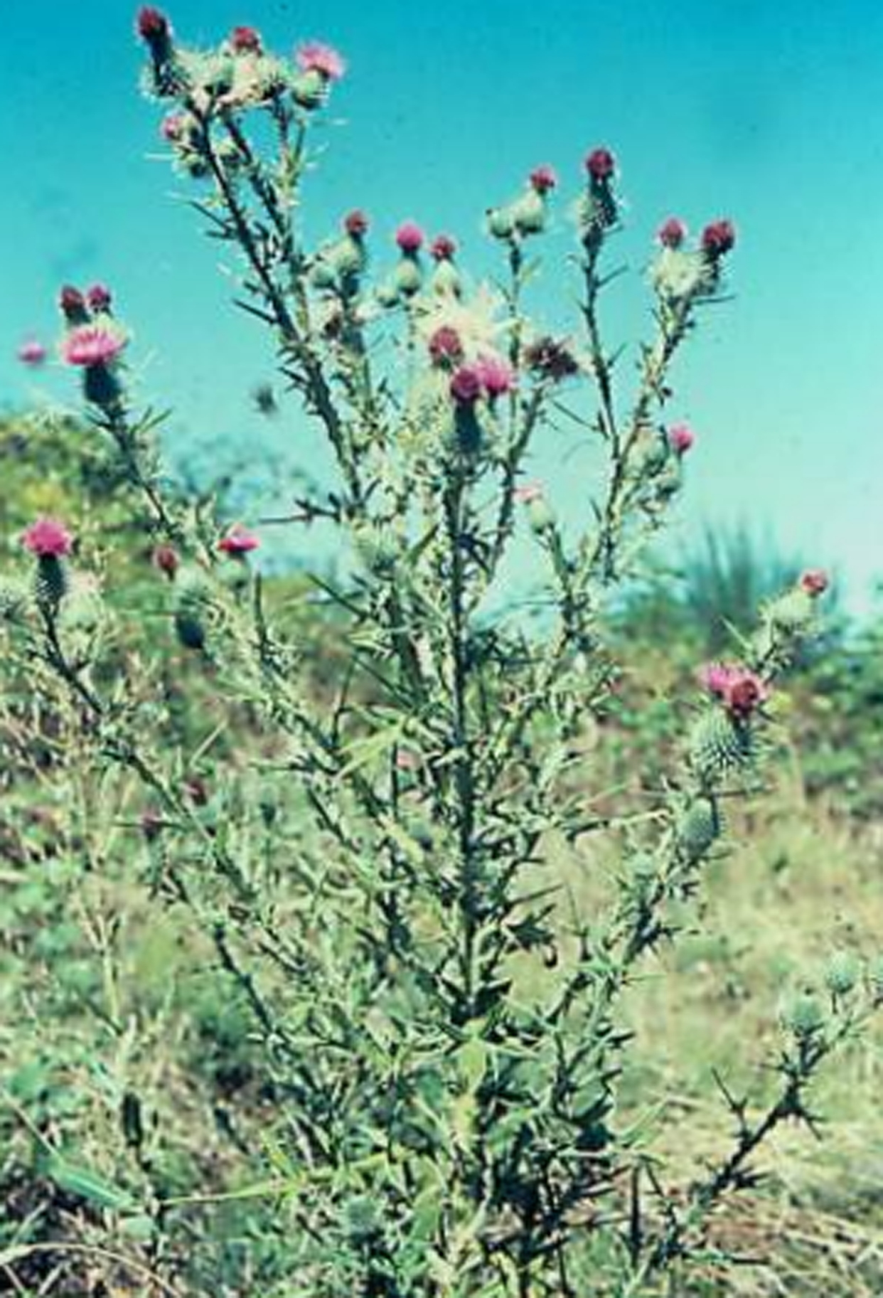 bull thistle