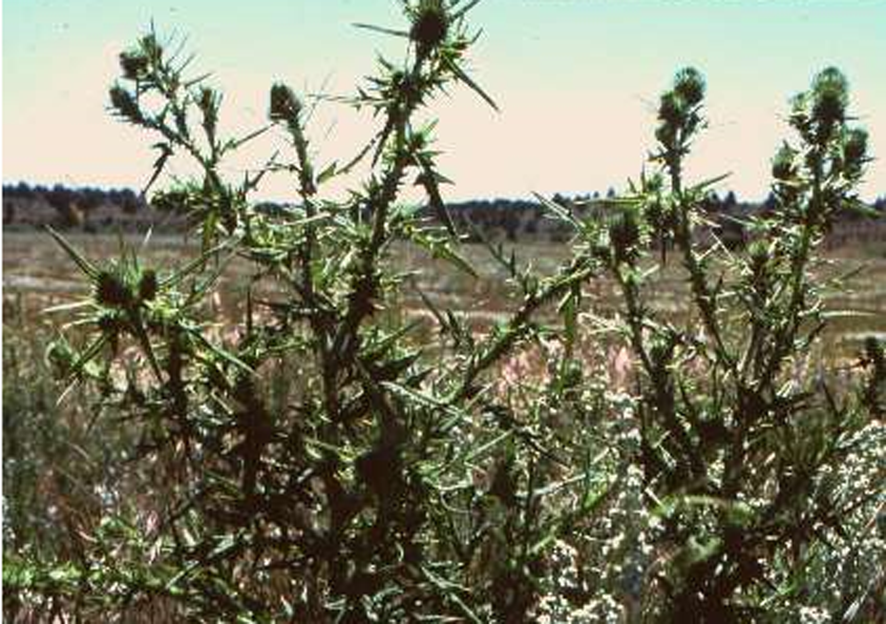 bull thistle